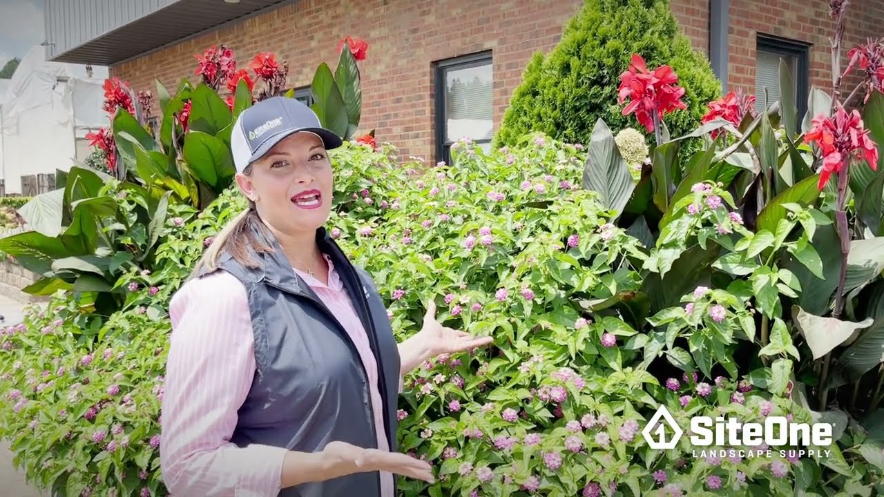 SiteOne Field Guide: Top Summer Blooming Plants