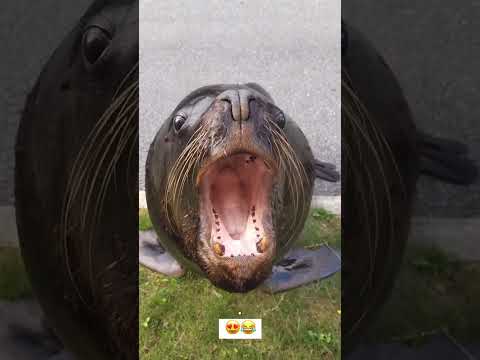 Video: Apa itu bahasa gaul singa laut?