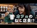 カフェに行ったらバイト初日の猫がいた
