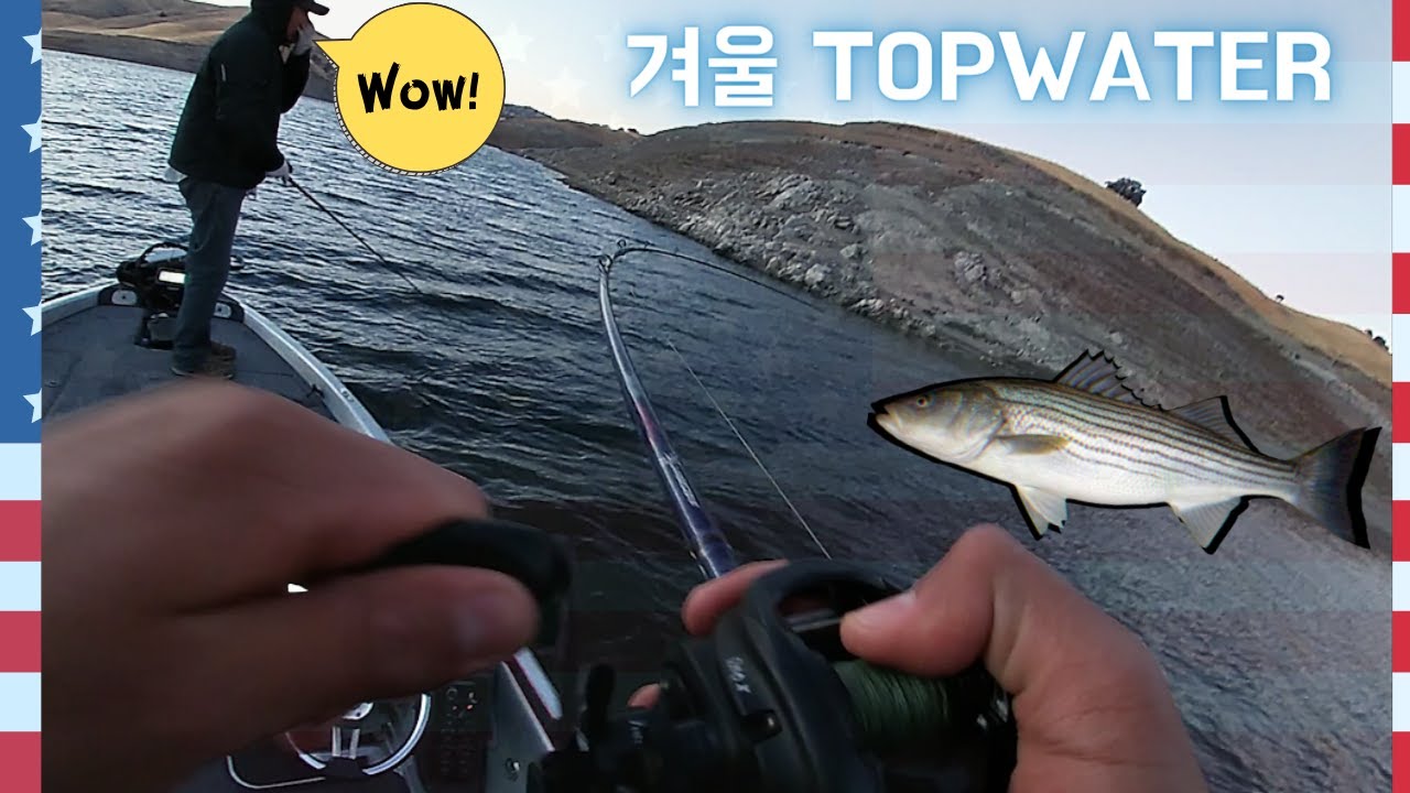 🇺🇸 겨울 스트라이페드 배스 탑워터 낚시ㅣCalifornia Winter Topwater Striper Fishing YouTube