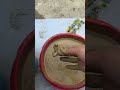 #Video #for #children #dirt #and #cleanliness
