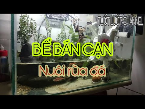 Video #shorts Setup bể bán cạn nuôi rùa đá - youtube