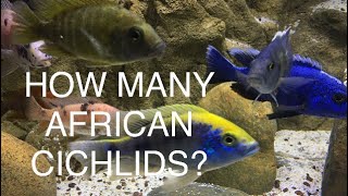 African Cichlids in Medium Sized Tanks - Stocking and Filtration