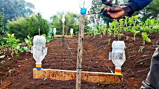 DIY Garden Hack: Designing simple bird Scare with free cheap material to protect Garden crops