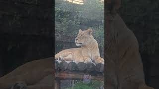Meet the lion king of the Tobu Zoo and Amusement Park in Japan! #japan #zoo #lion #animals #king