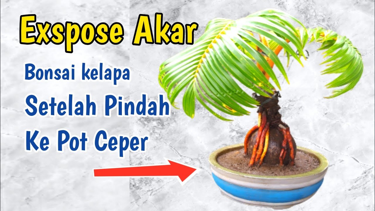 Penyebab Bonsai Layu setelah Dipindah Pot: Solusi dan Tips Perawatan Penyebab Bonsai Layu setelah Dipindah Pot: Solusi dan Tips Perawatan
