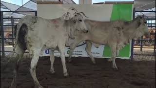LOTE 120