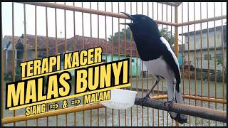 Suara Burung Kacer Bikin Lawan Emosi Gacor, Pancingan Kacer Agar Cepat Emosi Gacor