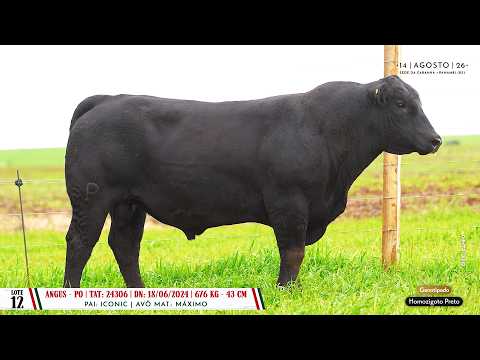Lote 12 TAT 24306 - Dia 14/08 Leilão Cab. Soldera - Cadastos Parceria Leilões - Trans. TV El Campo