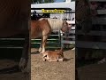 Sleepy afternoon at the fair. #ulstercounty #fair #tired #horses #mule