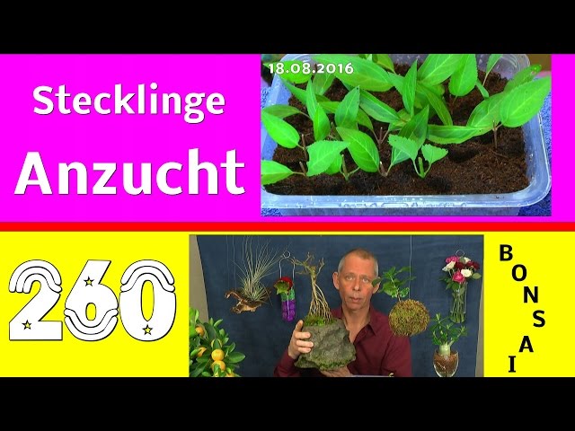 bambus seifenschale Bambus Seifenschale