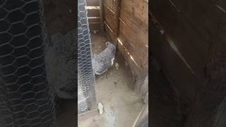 Galinha Matriz com pintinhos