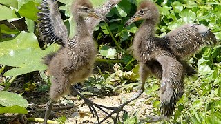 Limpkin Chicks Fight, Eat, and Get the Zoomies