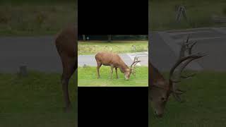 Deer in Richmond Park