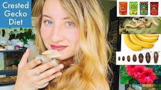 Crested Gecko Diet 101