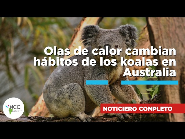 Olas de calor cambian hábitos de los koalas 889 10 agosto a 16 de agosto