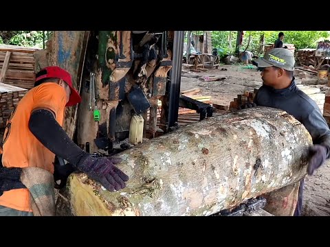 🔴 Baru pertama lihat kayu nangka sebesar dan sebagus ini