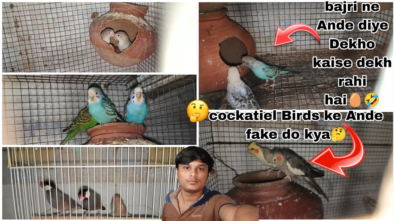 bajri neAnde diye Dekho kaise dekh rahi hai 🥚🤣 cockatiel Birds ke Ande fake do kya 🤔@BirdpetsDmvolg 