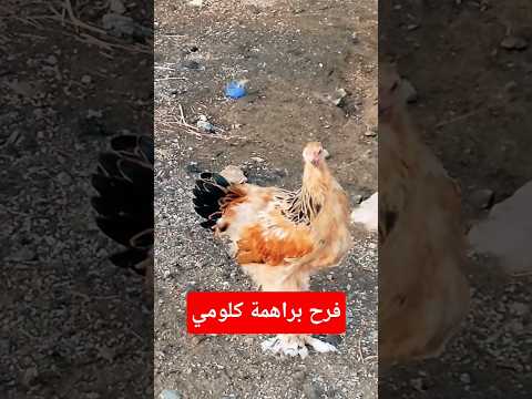 فرخ براهمة كلومي     البخل  التغطيه  
