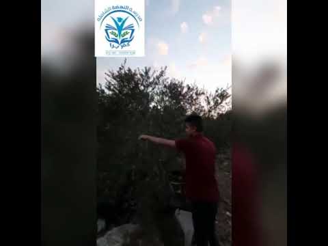 فعاليه الزيت والزيتون مقدمة من صف الزهراء