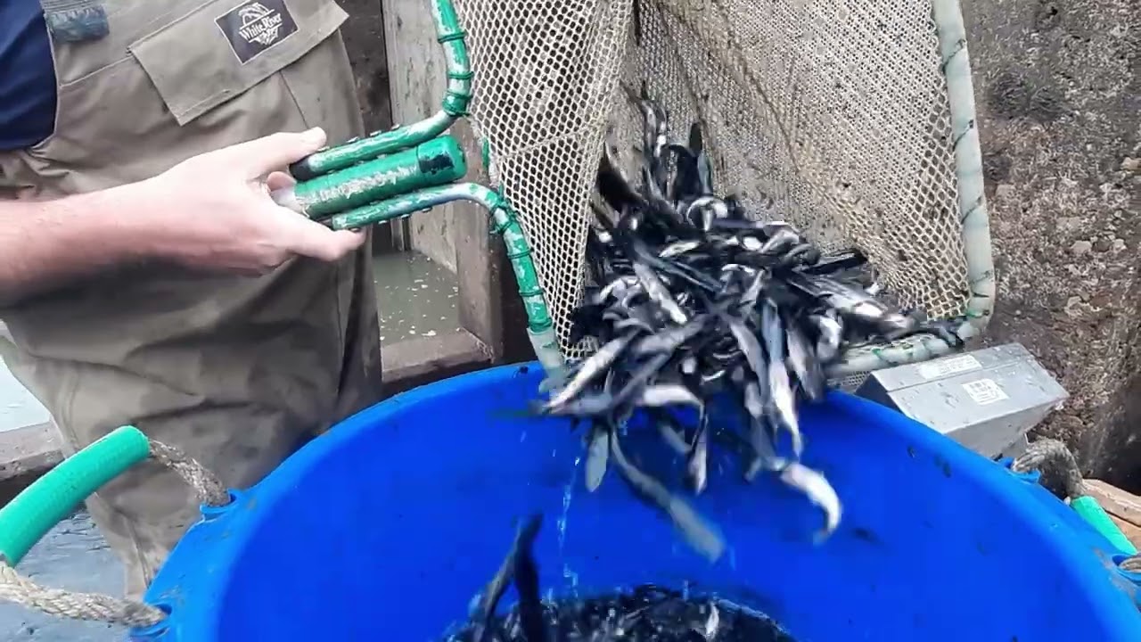 Growing Paddlefish - Egg Hatch to Stocking - YouTube
