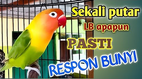 SEKALI PUTAR LB apapun PASTI RESPON bunyi ; Fighter , Ngetik lanjut ngekek