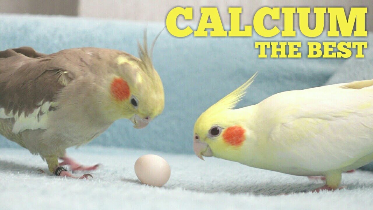 The BEST CALCIUM FOOD For Cockatiel Birds 💯 Cockatiel DIET Cockatiel FOOD Cockatiel Parrot