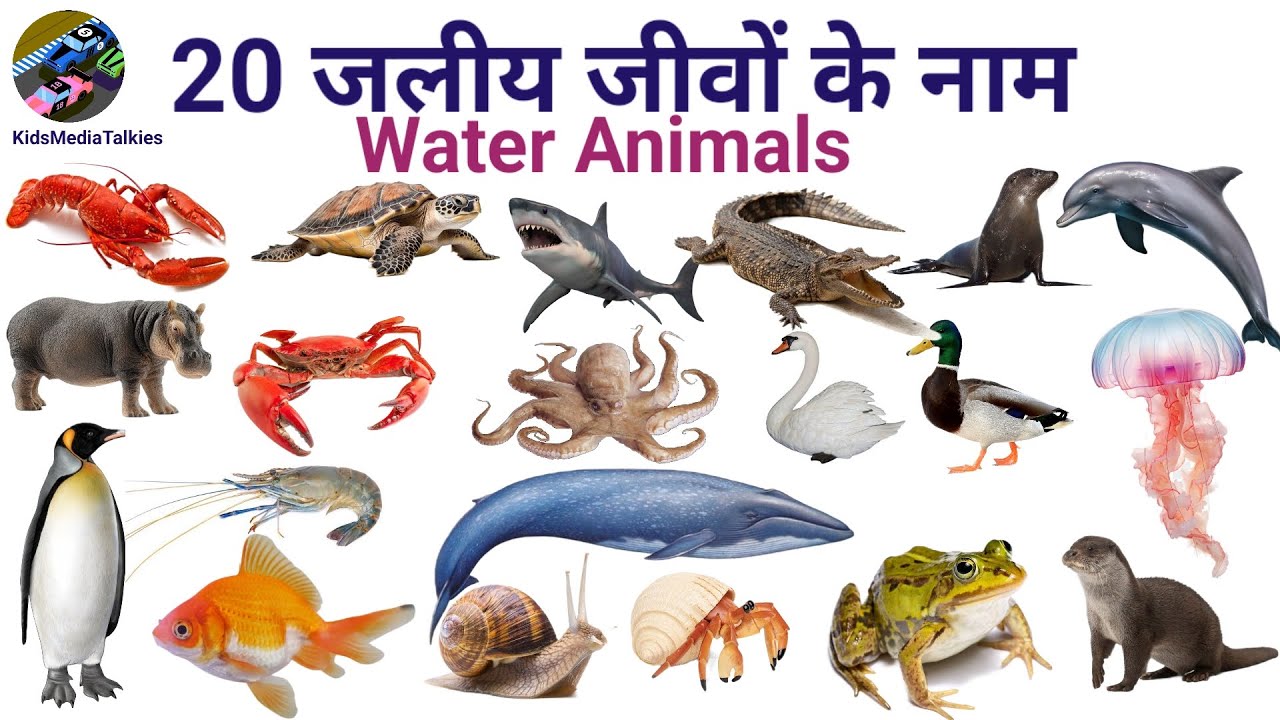 20 Water Animals||20 जलीय जीवों के नाम हिंदी और अंग्रेज़ी भाषा मे # ...