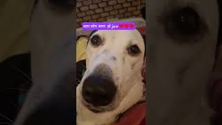 Download Lagu 🐶 #funnycomedy​​ #subscribe​​ #funnyanimals​​ MP3