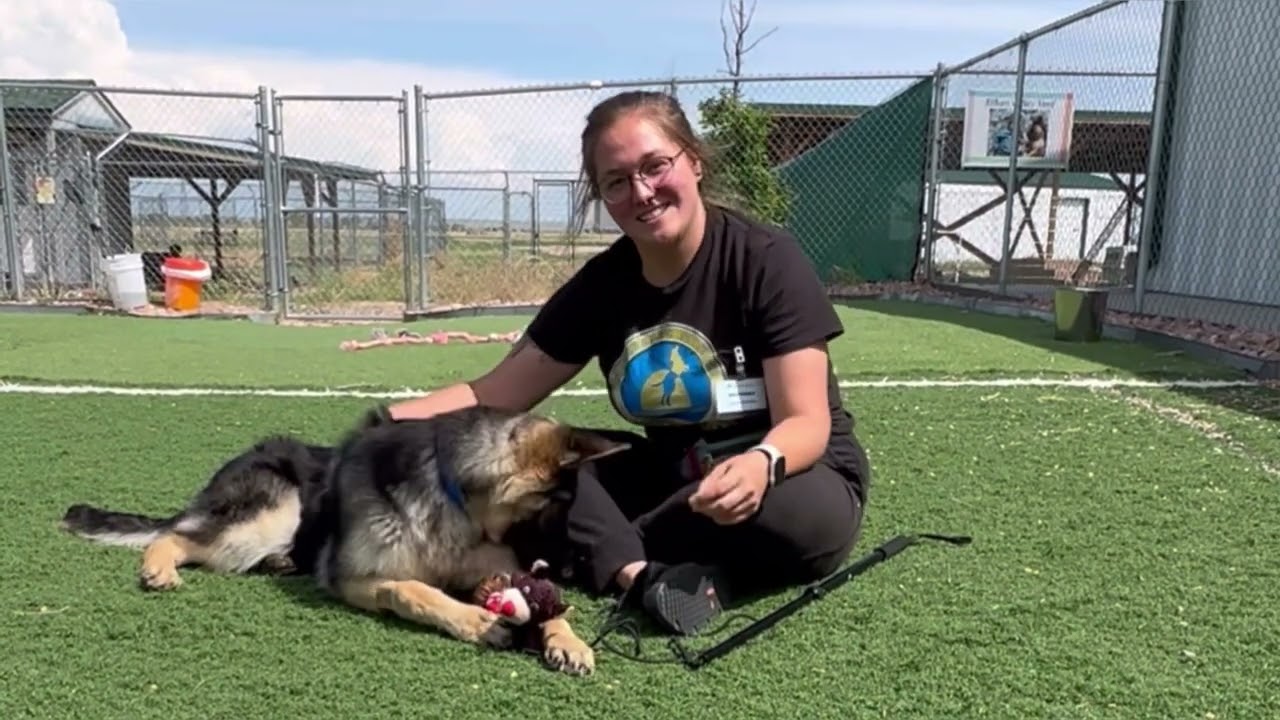 Meet Rex, Our Athletic Happy German Shepherd Puppy