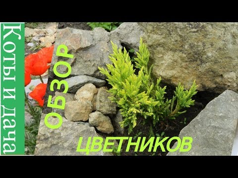 ОБЗОР ЦВЕТНИКОВ 20 07 2018 можжевельник лилии лилейники хосты дицентра клематисы КОТЫ и ДАЧА
