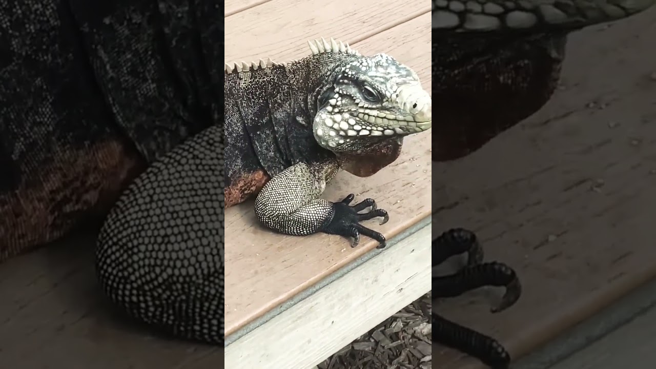 My Friends Rock Iguana 