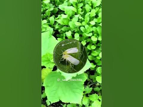 Сидерат горчица . А вы знали ? #дача - YouTube