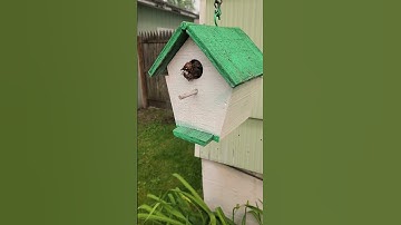 Wren Zombie in Birdhouse