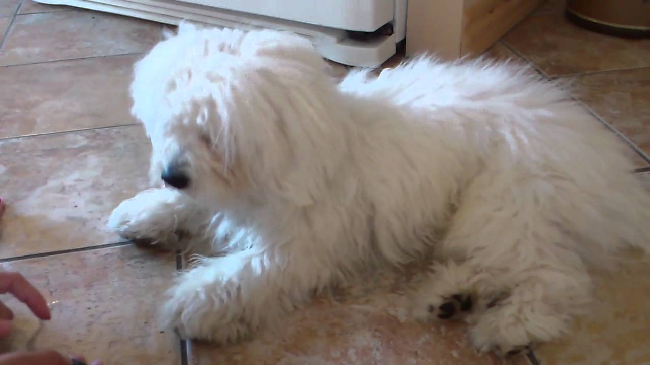 Sofus spiller død - en meget langsom død