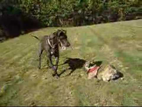 Molly the Great Dane and Humphrey the Frenchi