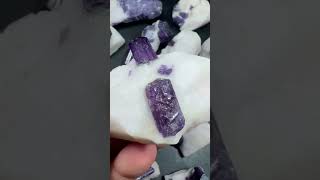 Scapulite Out Standing Terminatesd