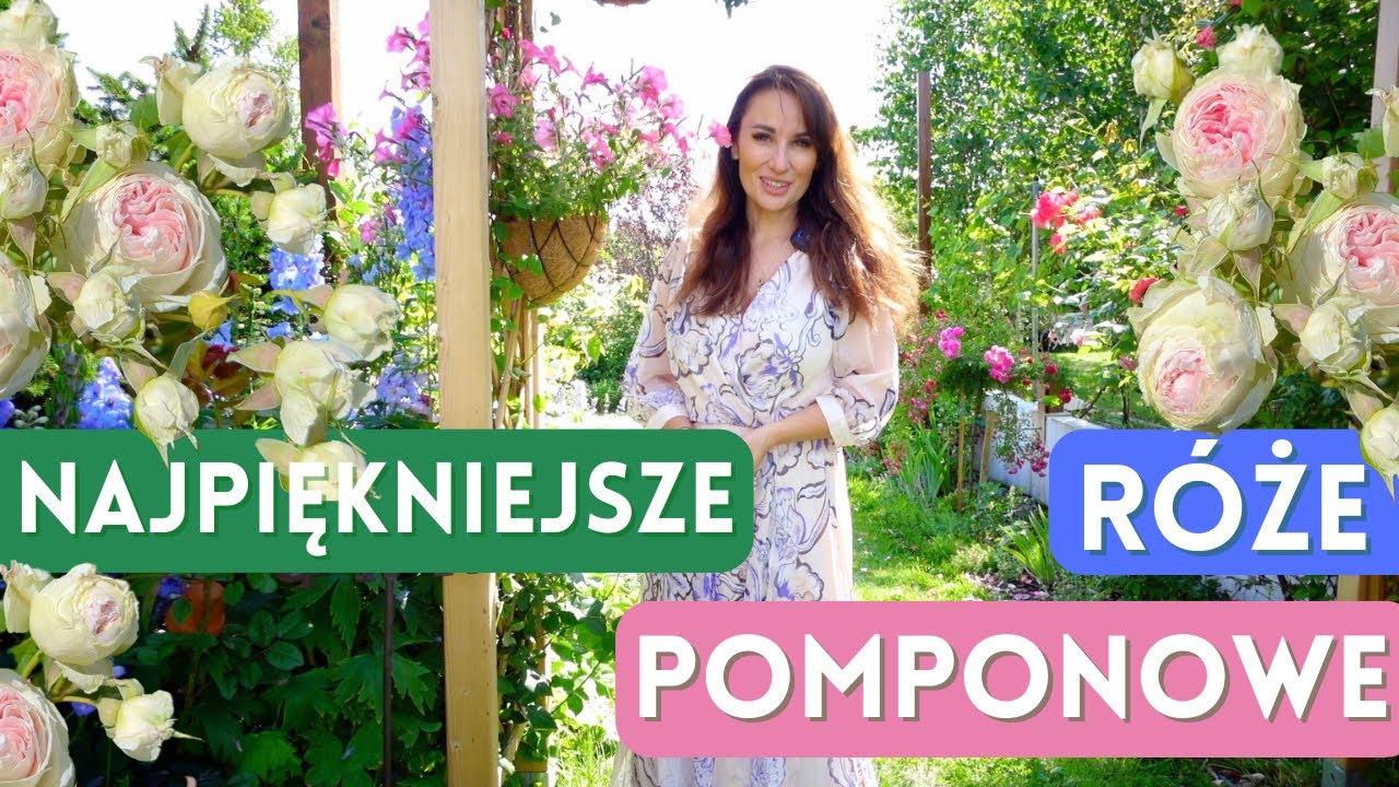 Najpiękniejsze Róże Pomponowe - Moje TOP 5 róż do ogrodu