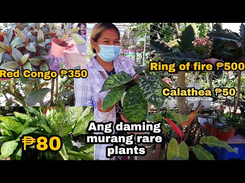 Rare & Common plants ang mura dito ||plant hunting sa Sitio Calaca Silang Cavite