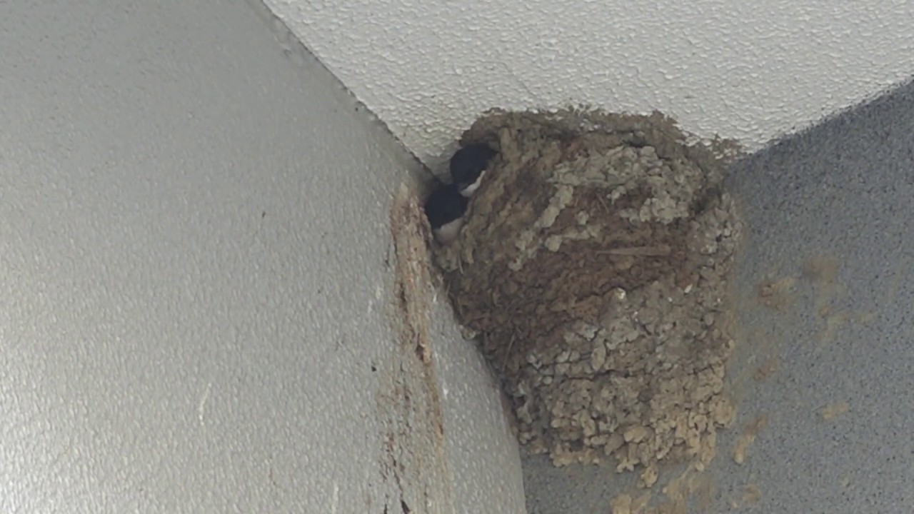 Asian House Martin（イワツバメ） 
