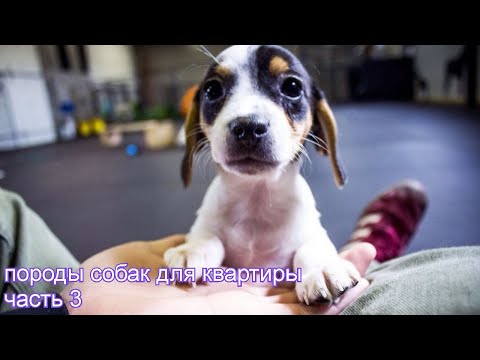 породы собак для квартиры, с описанием часть 3