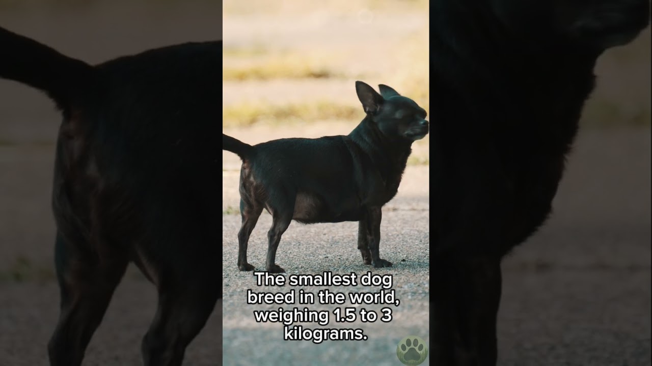 This Little Dog Thinks It’s a Lion | Wild Dog Facts