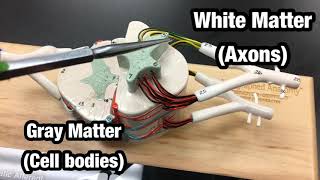 Spinal Cord Model - Ohio University - Anatomy & Physiology