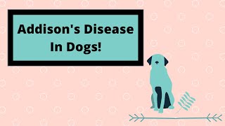 All You Need To Know About Addisons Disease In Dogs