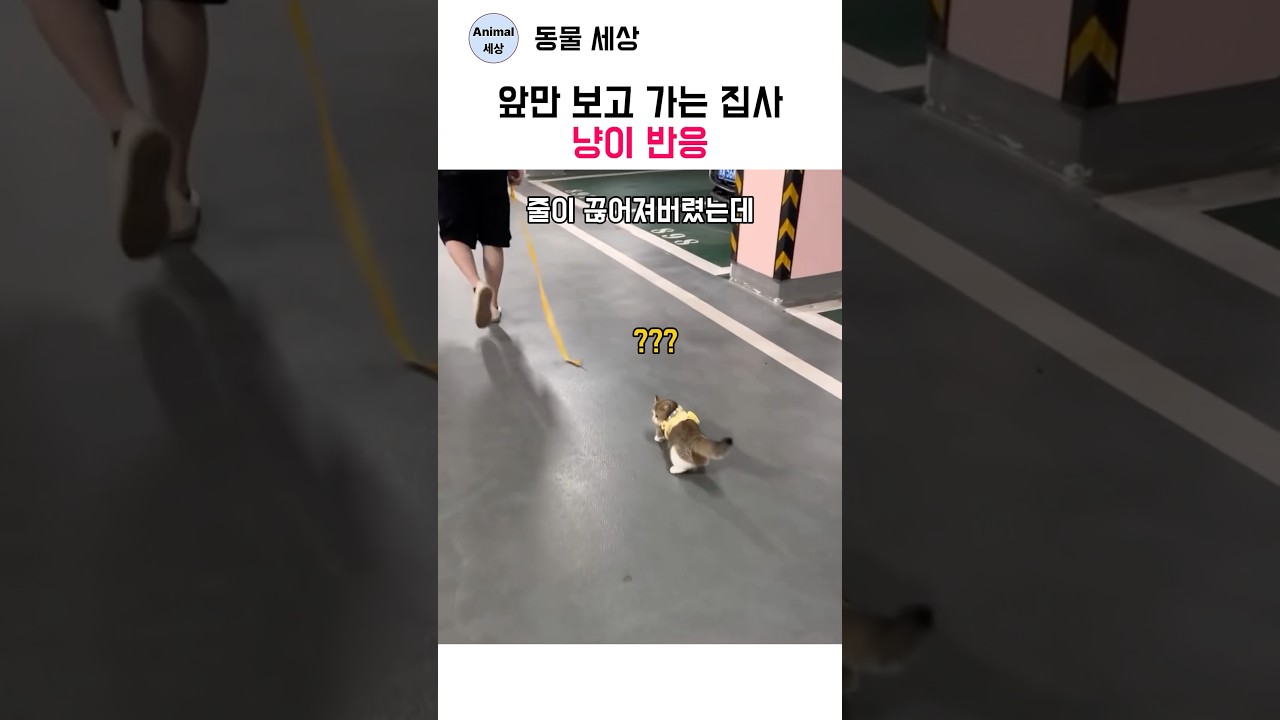앞만 보고 가는 집사 냥이 반응