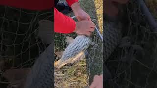 Рыбалка на сазана #fishing #рыбалка