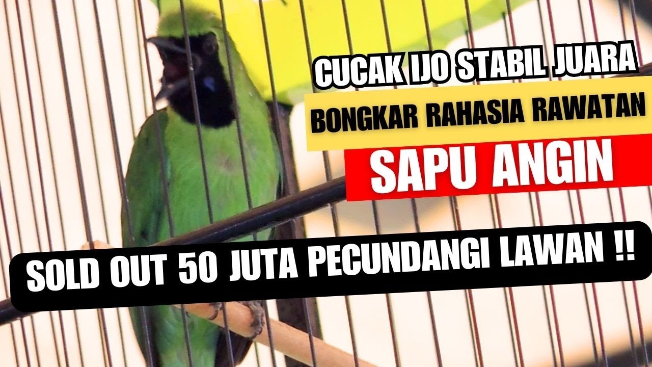 SOLD OUT 50 JUTA 😱 CUCAK IJO SAPU ANGIN 🔥 PECUNDANGI LAWAN RIVALNYA 😮❗BONGKAR RAHASIA STABIL JUARA