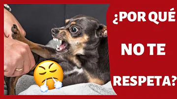 ¿Cómo enseñar a su perro a respetarle?