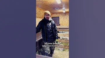 Держу овец на племя