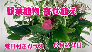 上から観葉植物の寄せ植え水やりの簡単な蛇口付ガラスストレスレスポットでプランツギャザリング